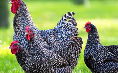 La poule Coucou de Rennes : Guide complet