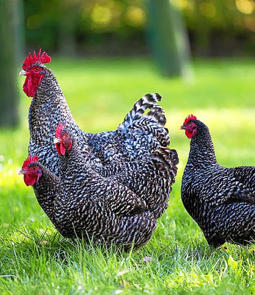 La Poule Coucou De Rennes Guide Complet la-poule-coucou-de-rennes-guide-complet