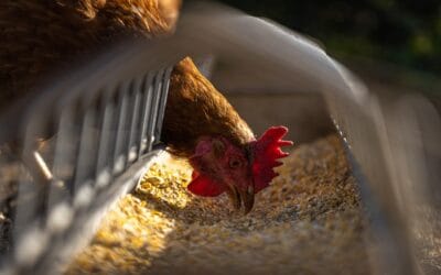 Alimentation des poules pondeuses : les clés d’une ponte optimale