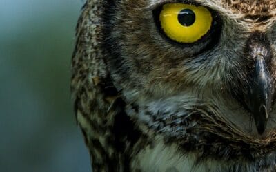 Comment reconnaître une attaque de hibou sur vos poules ?