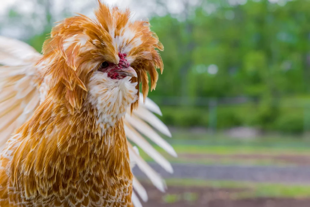 poule Padoue
