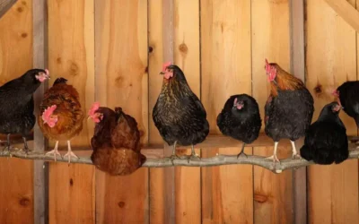 Des idées de perchoirs pour poules : confort et bien-être assuré