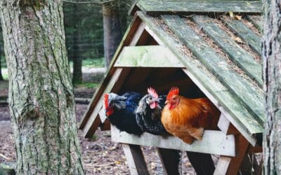 Maladie de Marek chez la poule : Symptômes | Prévention | Solutions