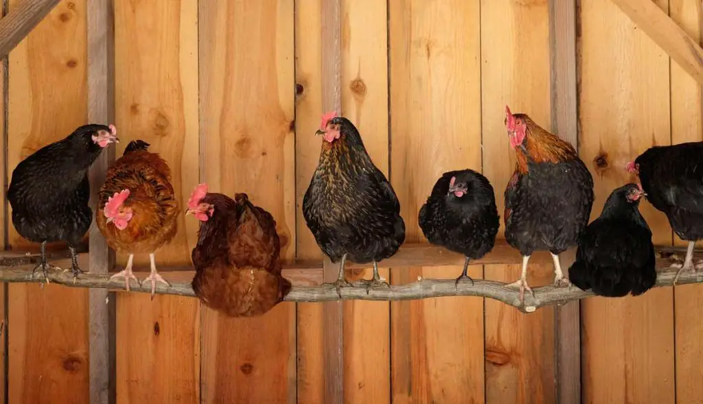 perchoir pour poules