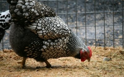 Les Bruits de Poules : Décoder leur Langage et leur Comportement