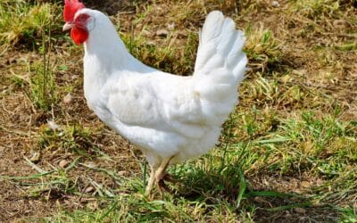 La poule Azur : Le guide complet