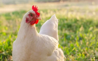 Couper les Ailes des Poules : Tout ce qu’il Faut Savoir