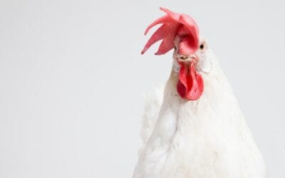 Poule Leghorn : une pondeuse exceptionnelle pour votre poulailler
