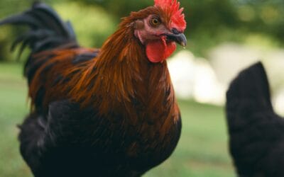 La Poule Marans : Une Race Rustique aux Œufs Chocolat