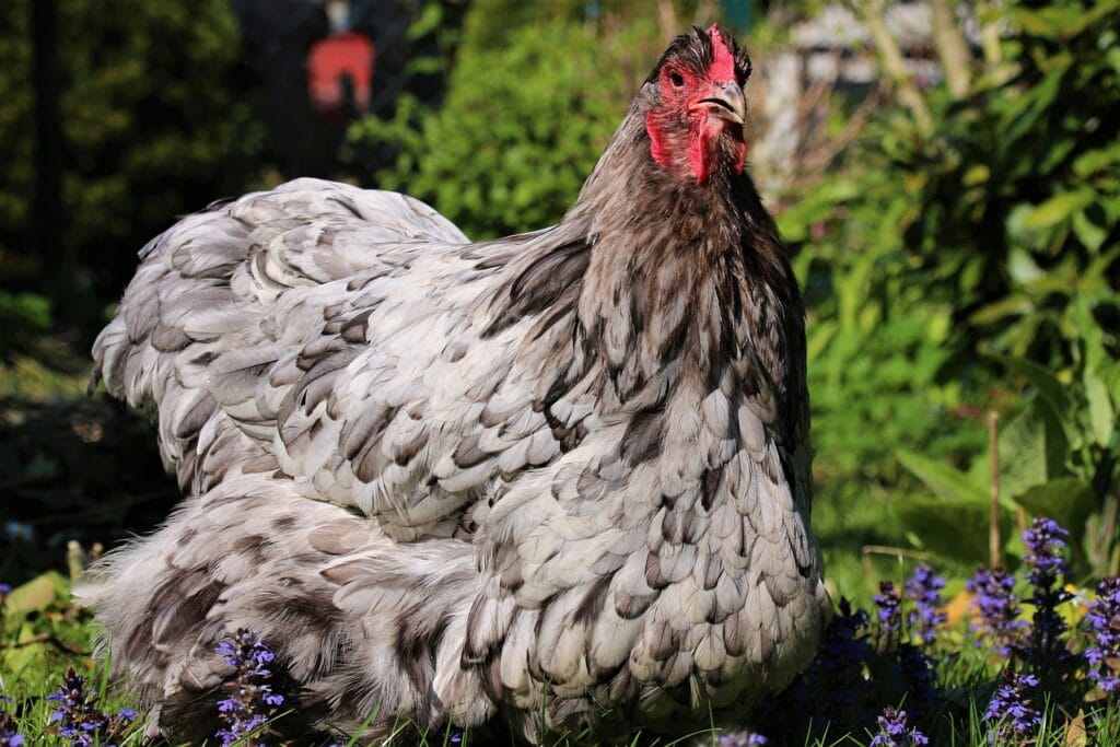poule orpington