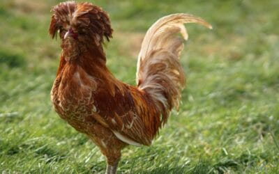 Poule Padoue : Beauté et Élégance pour la Basse-Cour