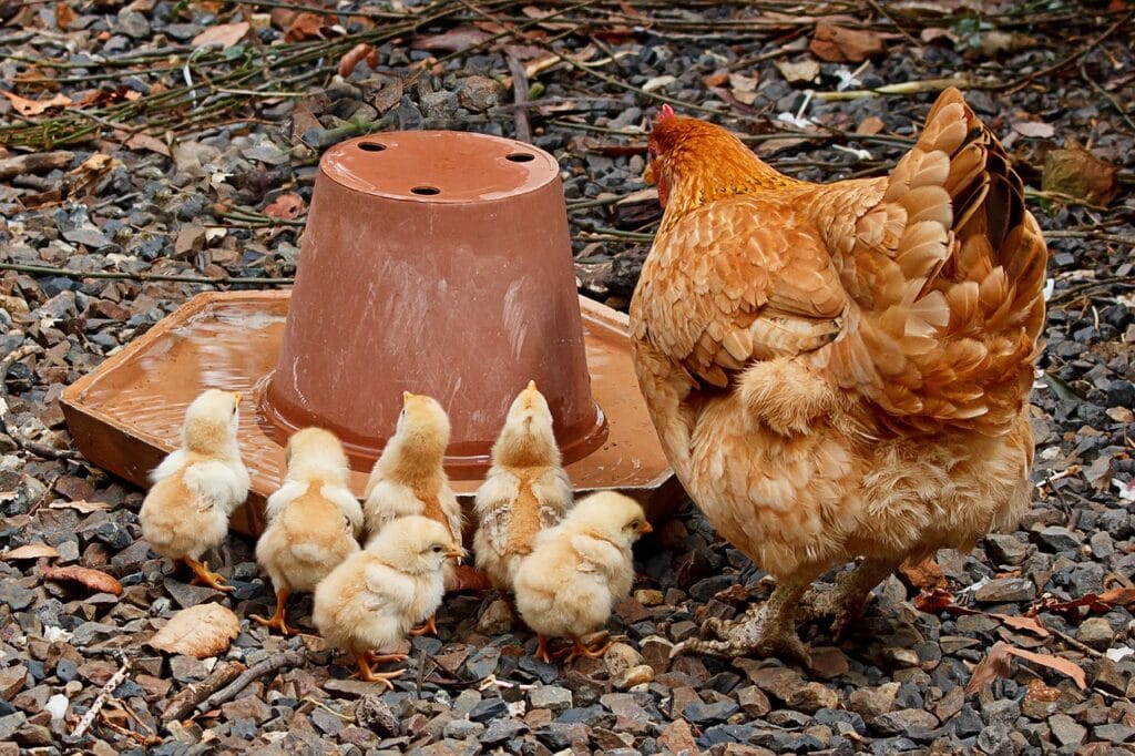 Poule rousse avec 6 poussins