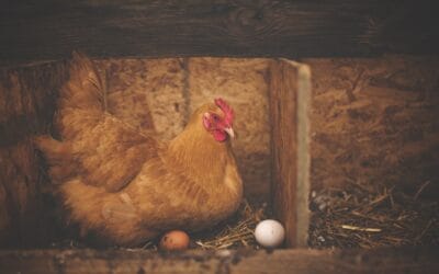Élever une poule pondeuse : Guide complet pour débutants