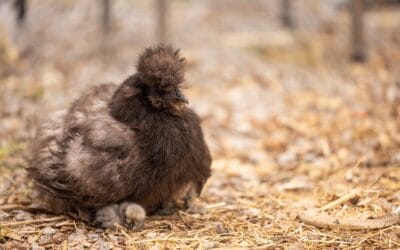 Adopter une Poule Soie | Douceur et Style au Poulailler