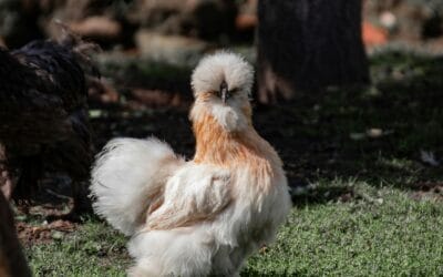 Poule qui perd ses plumes : causes, solutions et prévention