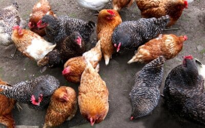 Comment lutter efficacement contre les poux rouges chez les poules ?