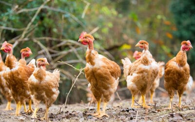 La Poule Cou Nu : Tout savoir sur cette race rustique et atypique