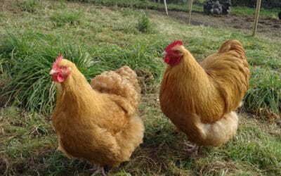Poule Orpington : caractéristiques, élevage et conseils