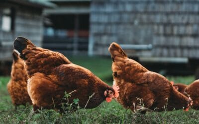 Espérance de vie d’une poule : tout ce qu’il faut savoir