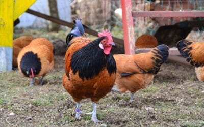 Poule Vorwerk : Guide complet sur cette race rustique et élégante