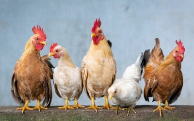 Terre de Diatomée pour Poules : Utilisation et Bienfaits