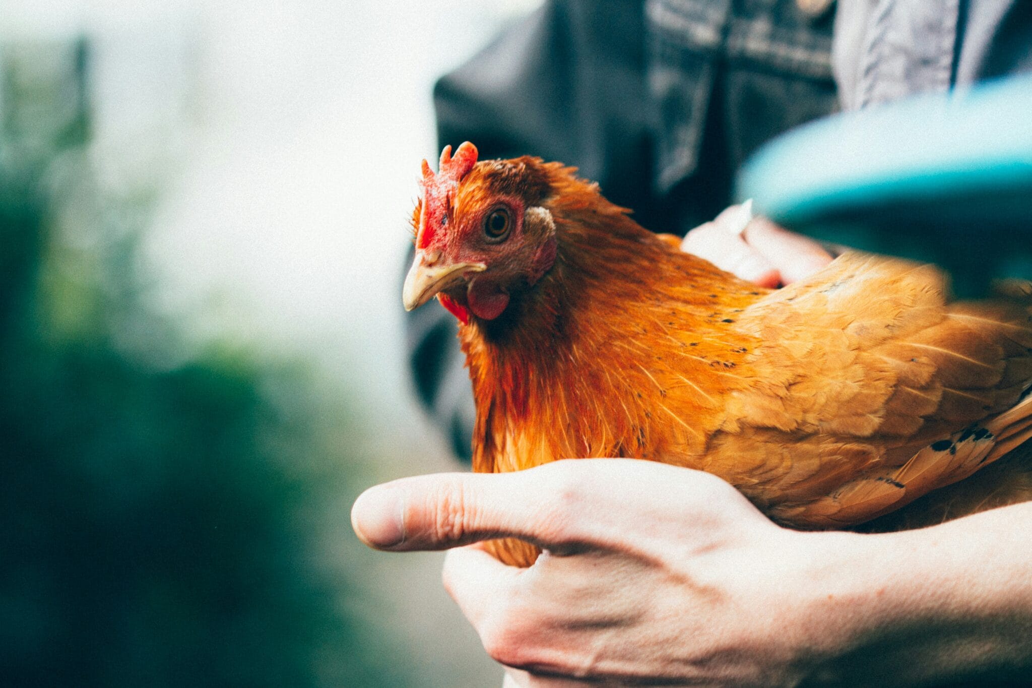 Les meilleures races de poules pondeuses