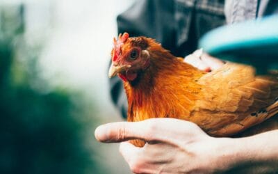 Les meilleures races de poules pondeuses