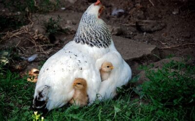 La Poule Sussex : Une Polyvalente Idéale pour Votre Poulailler