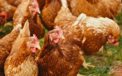 Adoptez des poules de réforme en Bretagne : JUIN et juillet 2025