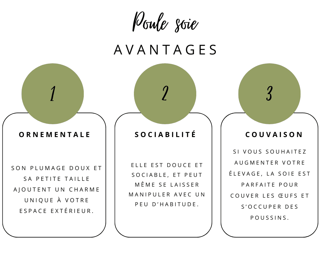 infographie avantage poule soie