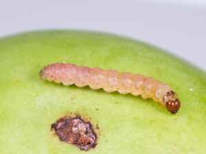 carpocapse