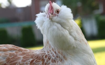 Poule Faverolle : La Française de Charme et de Caractère