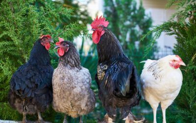 Combien de Poules pour un Coq ? Trouver le Bon Équilibre