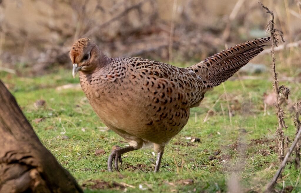 poule faisane