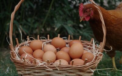 Pourquoi mes poules ne pondent-elles plus ? Causes et solutions