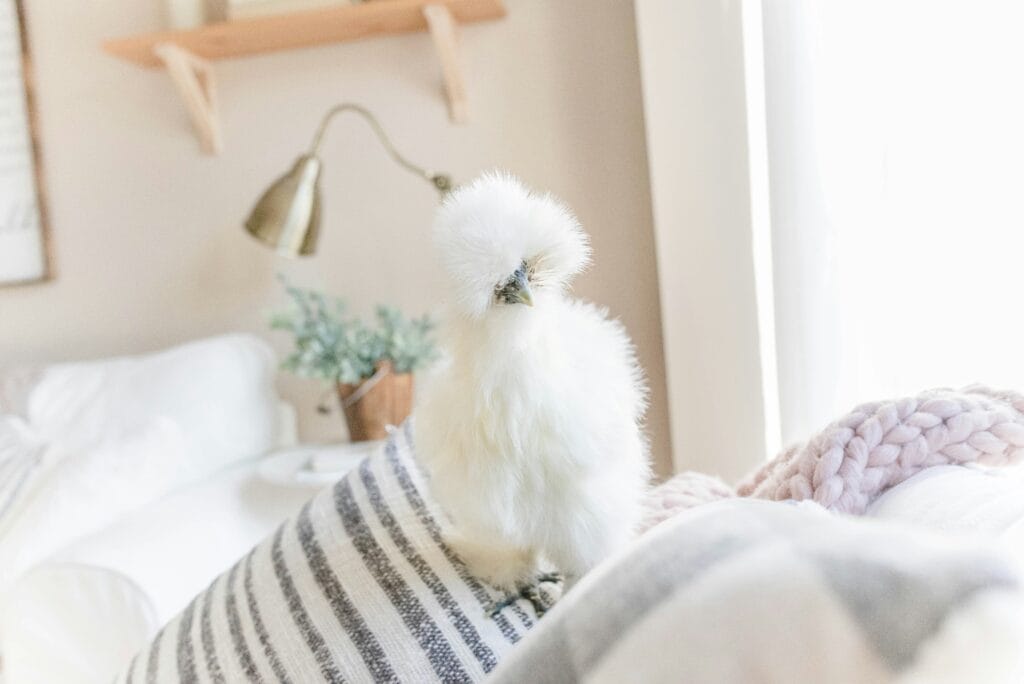 poule soie blanche