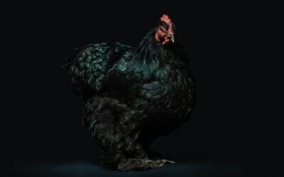 Adopter une Poule Pékin : Beauté et Charme à la Maison