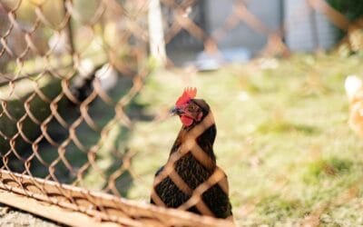 Grillage à Poule : Guide d’Achat et Conseils d’Installation