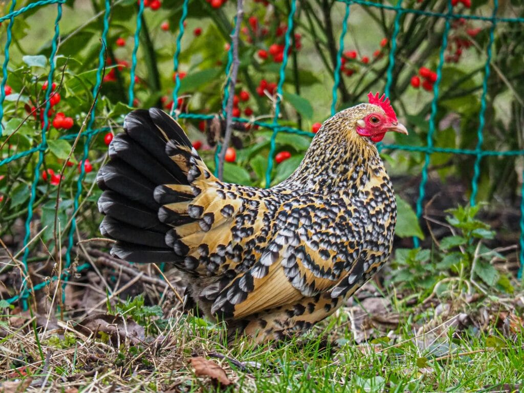 poule sebright