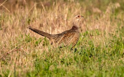 Pourquoi la Poule Faisane Fascine les Éleveurs