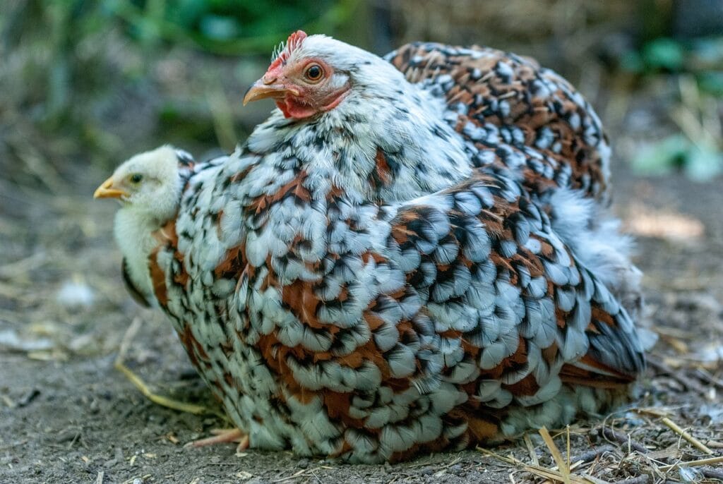 poule pékin