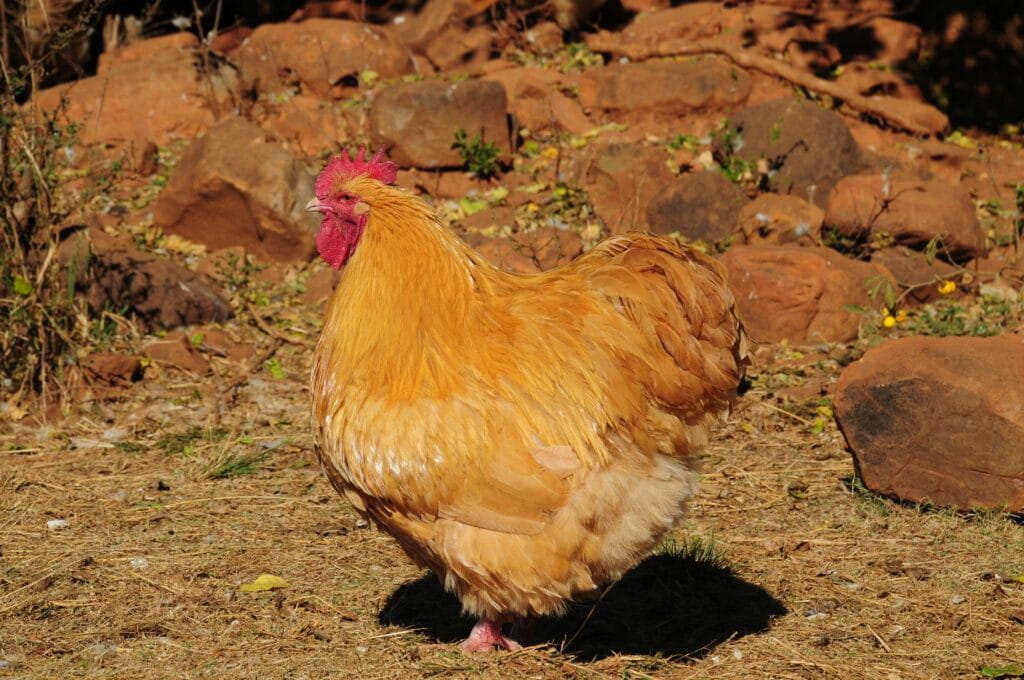 coq pékin