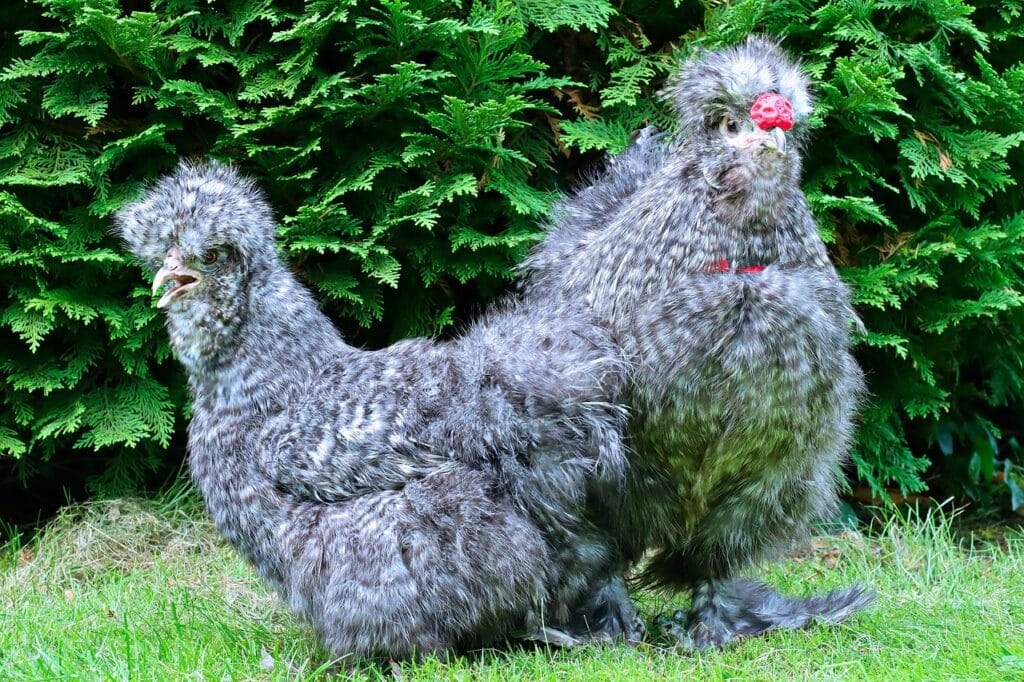 poules soies