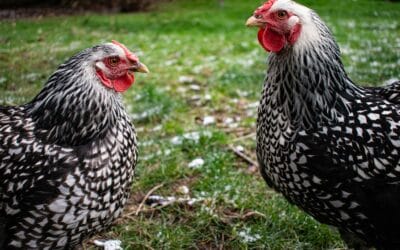 Poule Wyandotte : La Belle Pondeuse Rustique