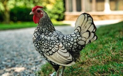 Poule Sebright : Une Élégante Star de la Basse-Cour