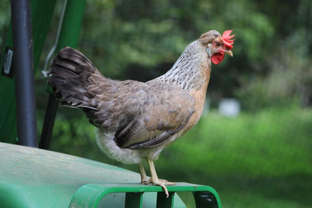 Poule Cream Legbar la race aux œufs bleus uniques — free download