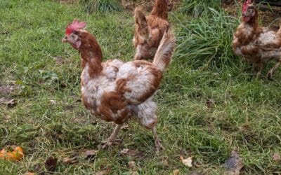 Pourquoi ma poule perd ses plumes ?