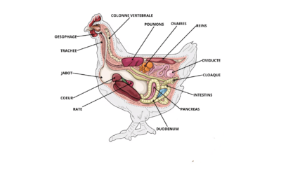 Comprendre l’anatomie de la poule : un guide complet