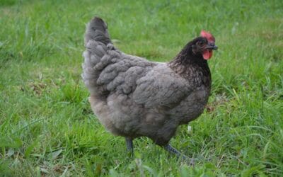 Poule cendrée : une alliée rustique et élégante pour votre poulailler
