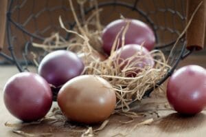 oeuf poules marans